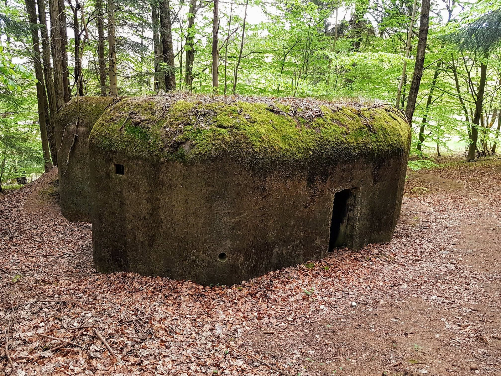 Betonový objekt S2/243/A-120Z při převzetí spolkem, zarostlý mechem a listím